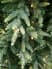 Елка искусственная Королевская премиум 2,3 м