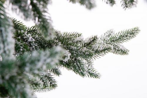 Елка искусственная Шотландия заснеженная 2,7 м